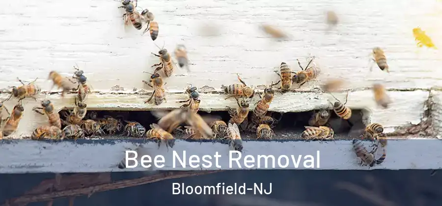  Bee Nest Removal Bloomfield-NJ