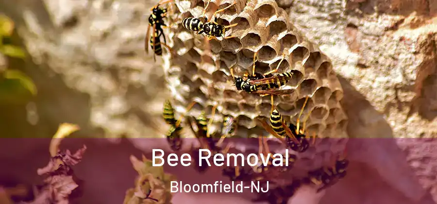 Bee Removal Bloomfield-NJ