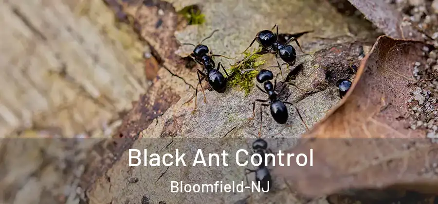 Black Ant Control Bloomfield-NJ