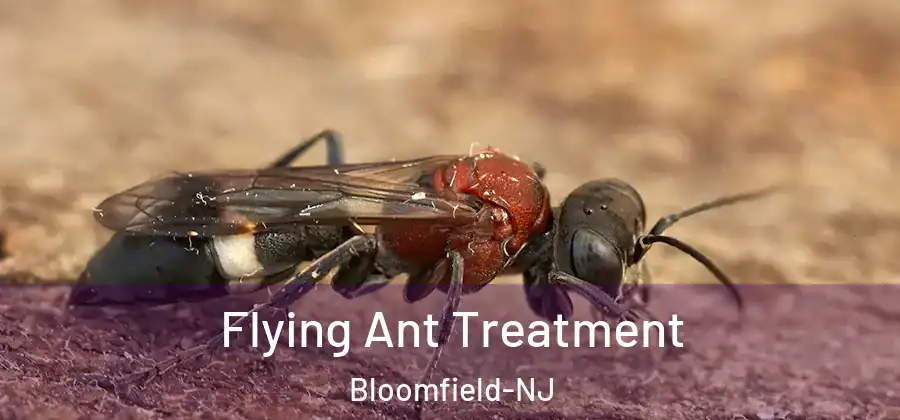  Flying Ant Treatment Bloomfield-NJ