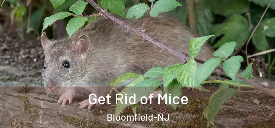 Get Rid of Mice Bloomfield-NJ
