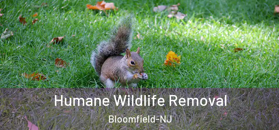  Humane Wildlife Removal Bloomfield-NJ