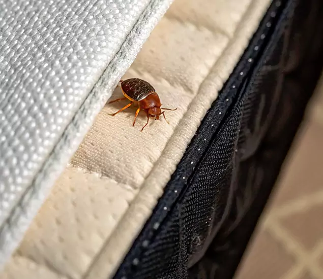 Bed Bug Exterminator Experts You Can Trust in Bloomfield, NJ