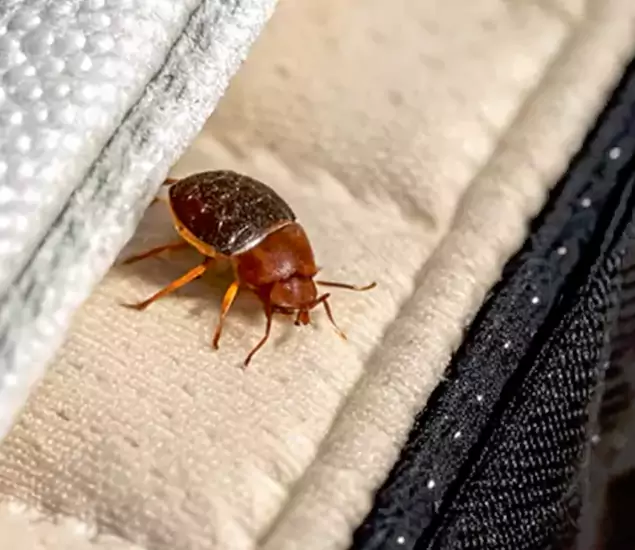 Trusted Bed Bug Prevention Specialists in Bloomfield, NJ