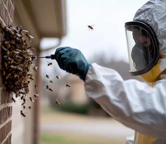 Your Bee Removal Company in Bloomfield, NJ