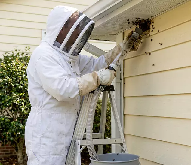 Your Affordable Bee Removal Company in Bloomfield, NJ