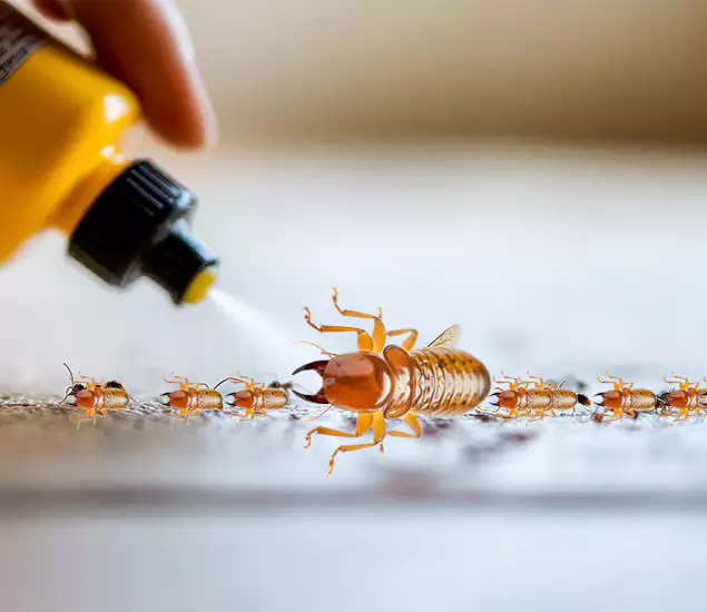 Reliable Bora Care Termite Experts in Bloomfield, NJ