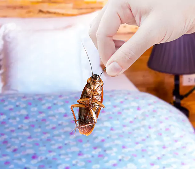 Expert Roach Control Services: Your Cockroach Pest Control in Bloomfield, NJ