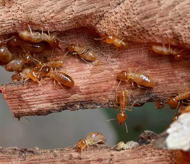 About Our Drywood Termite Treatment Experts in Bloomfield, NJ