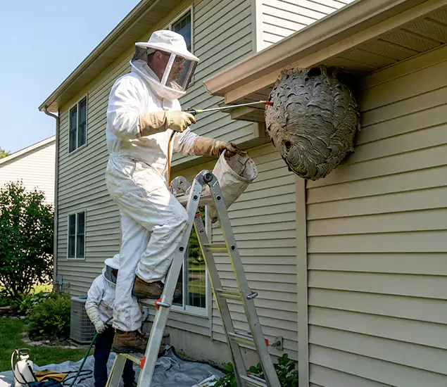 Expert Wasp Nest Removal: Your Local Wasp Nest Removal Company in Bloomfield, NJ