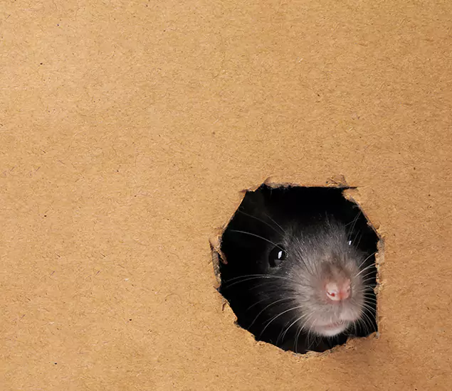 Rats in Attic Removal Experts in Bloomfield, NJ