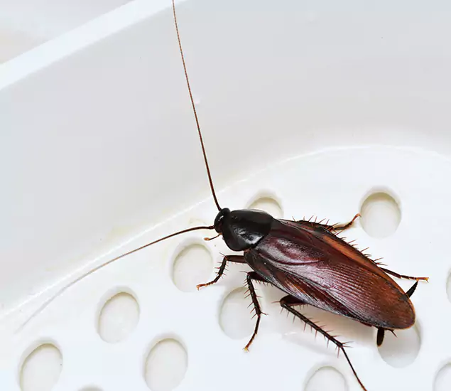 Trusted Cockroach Exterminator: Your Roach Control Services in Bloomfield, NJ