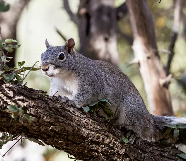 Your Trusted Squirrel Removal Company in Bloomfield, NJ