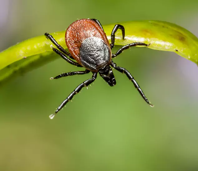 Your Trusted Tick Pest Control in Bloomfield, NJ