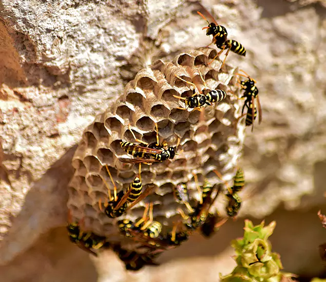 Your Best Wasp Removal Company in Bloomfield, NJ