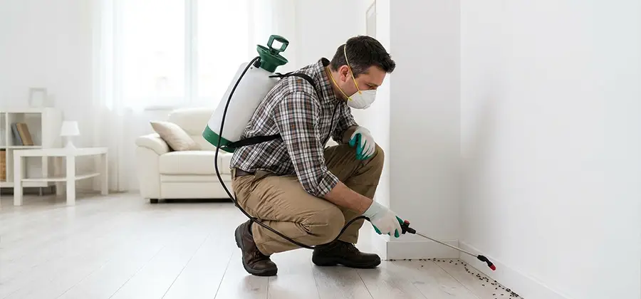 Seasonal Ant Infestation Control in Bloomfield