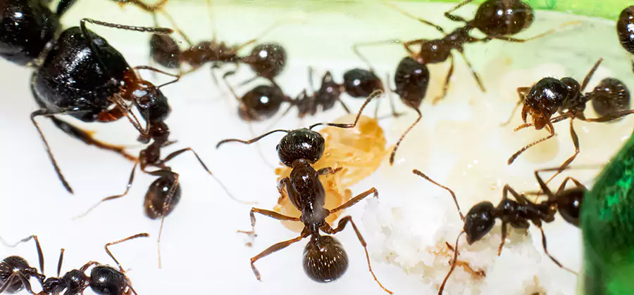 Argentine Ant Barrier Treatment in Bloomfield