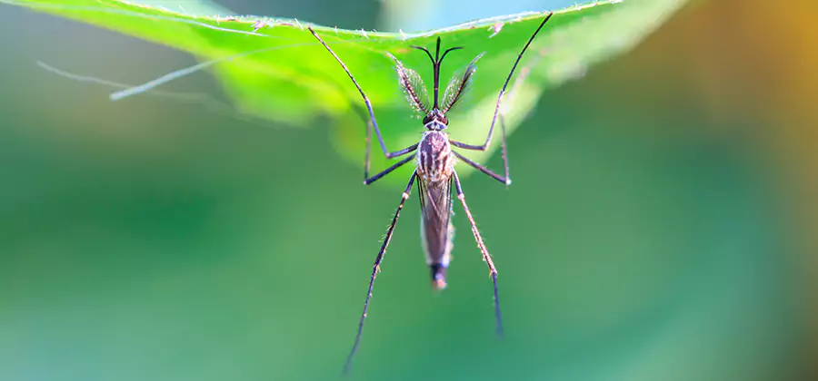 Natural Mosquito Spray for Yard in Bloomfield