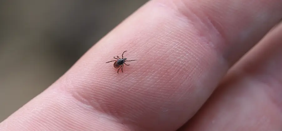 Infection Prevention for Bed Bug Bites in Bloomfield