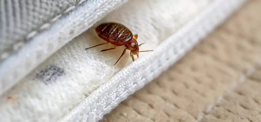 Tenting Bed Bug Fumigation in Bloomfield