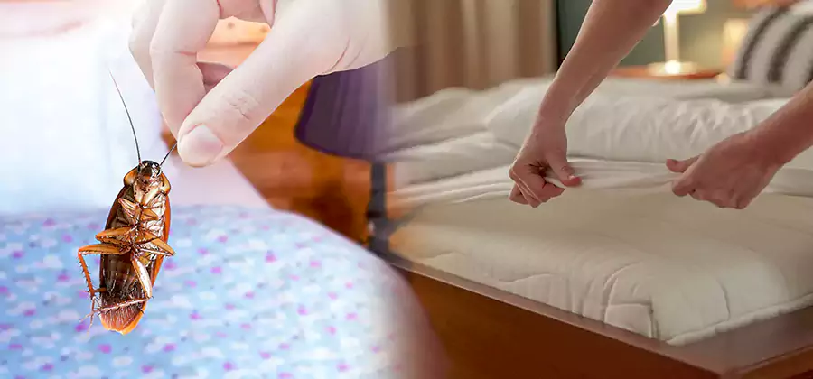 Bed Bug Home Extermination Service in Bloomfield