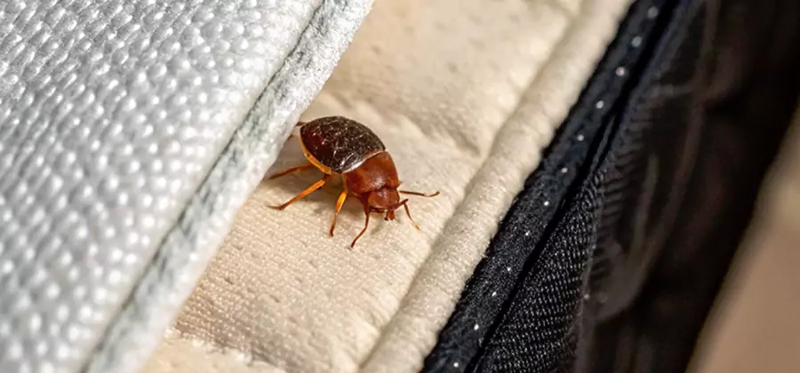 Commercial Bed Bug Control in Bloomfield