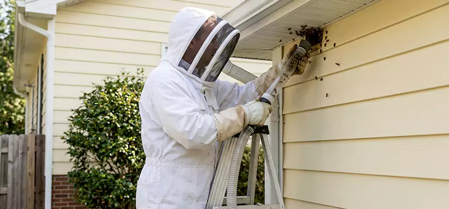 Ground Bee Removal in Bloomfield