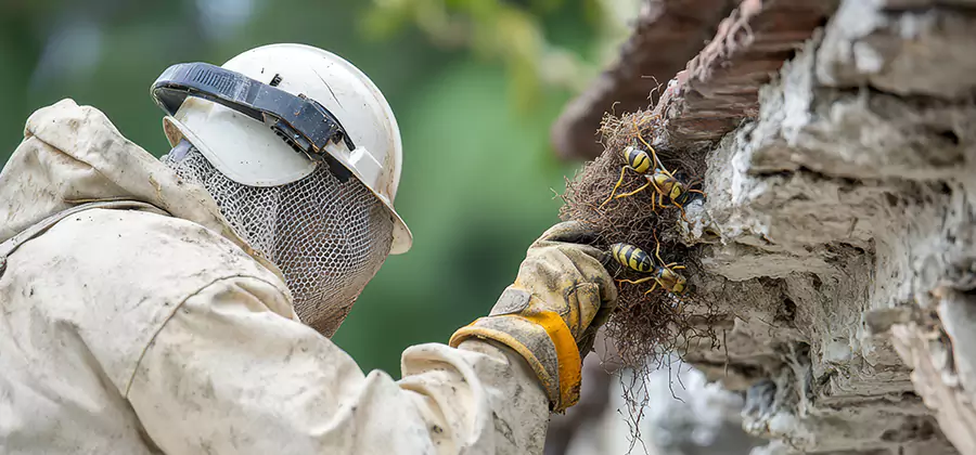 Bee and Wasp Hornet Removal in Bloomfield
