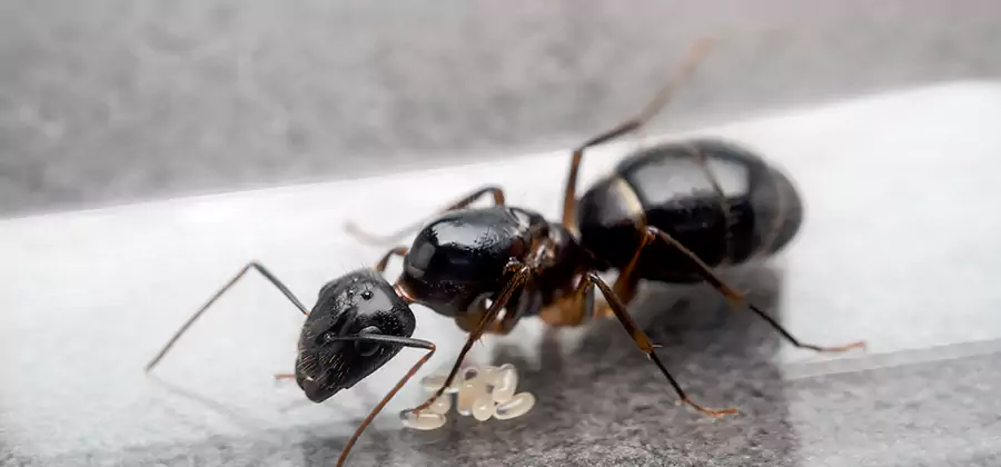 Black Ants in Kitchen Elimination in Bloomfield