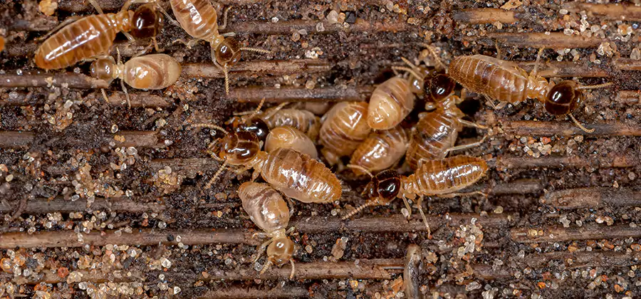 Bora Care Residential Termite Control in Bloomfield