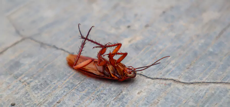 Cockroach Eradication for Commercial Properties in Bloomfield