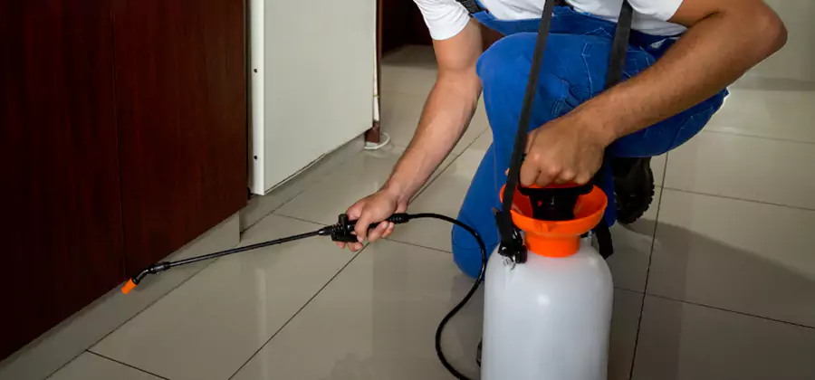 Palmetto Bug Exterminator in Bloomfield