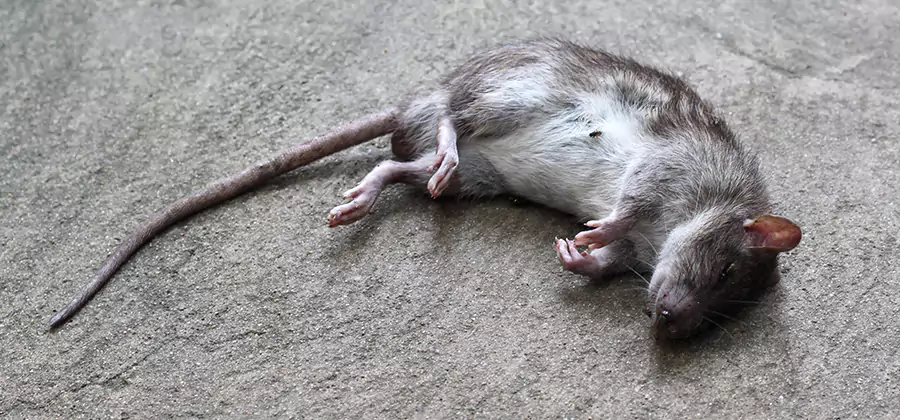 Dead Rat Disposal in Bloomfield