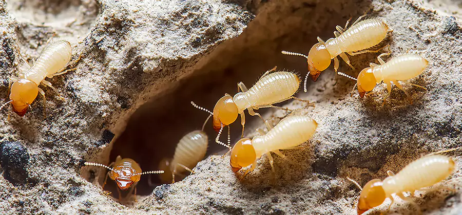 Termite Exterminator Services in Bloomfield