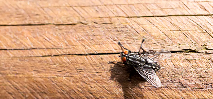 Flying Ant Barrier Treatment in Bloomfield