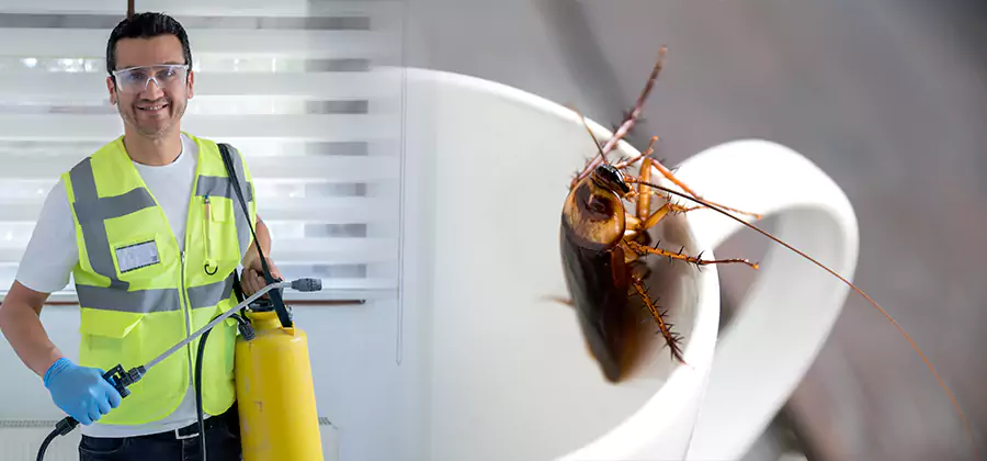 German Roach Infestation Treatment Bloomfield