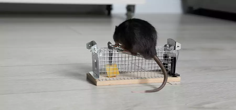 Mice in Attic Removal Bloomfield