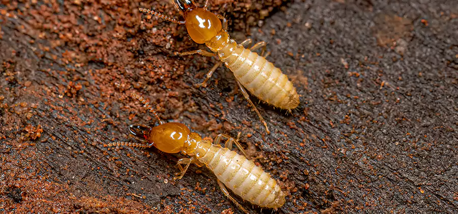 Structural Heat Termite Treatment in Bloomfield