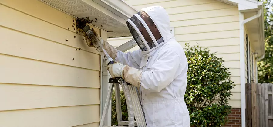 Wasp Nest in Wall Removal in Bloomfield