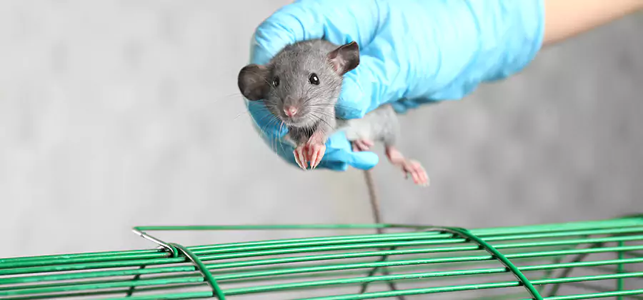 Humane Rat Trapping in Bloomfield