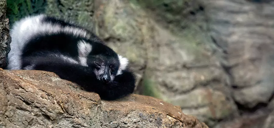 Humane Skunk Removal in Bloomfield