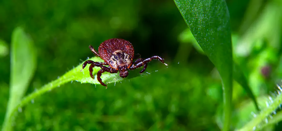 Tick Prevention for Yard in Bloomfield