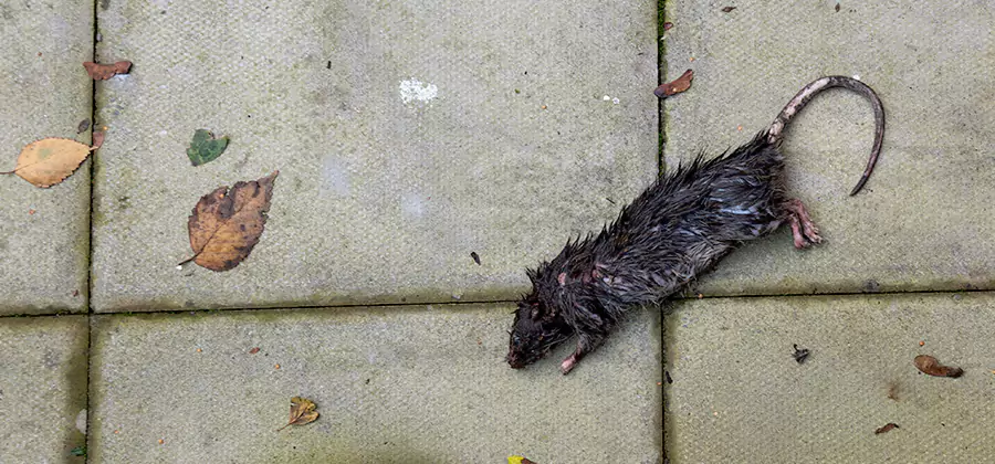 Mice in the Attic Removal in Bloomfield