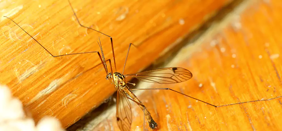 Exterior Mosquito Control in Bloomfield
