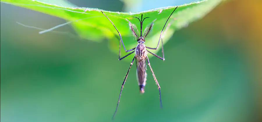Pest and Mosquito Control for Yard and Patio in Bloomfield