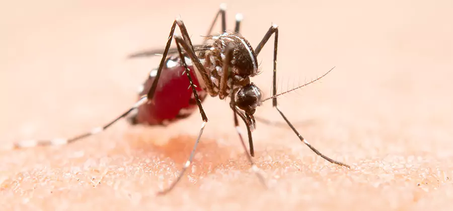 Pond Mosquito Control and Water Treatment in Bloomfield