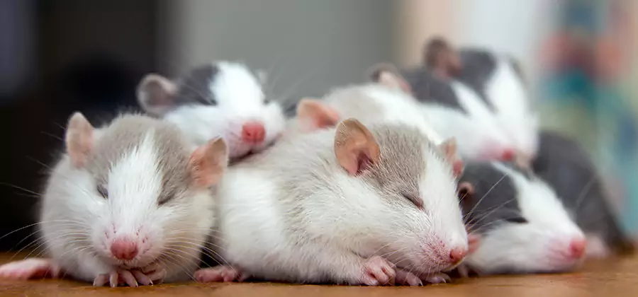 Bloomfield Pet Safe Mice Control