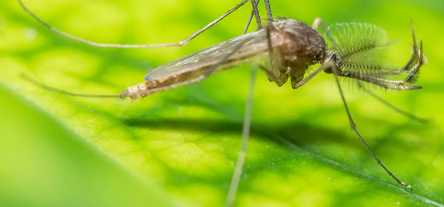 Herbal Mosquito Repellent Treatment in Bloomfield