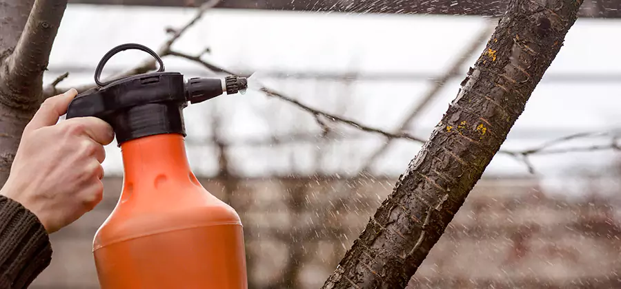 Orange Oil Structural Cavity Treatment in Bloomfield