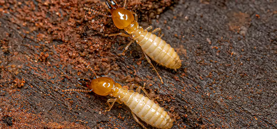 Natural Ant Hill Killer Treatment in Bloomfield